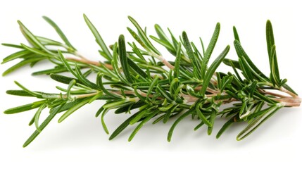 Fototapeta premium sprig of rosemary isolated on white background. food vegetable concept