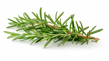 Fototapeta premium sprig of rosemary isolated on white background. food vegetable concept