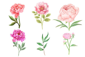 Watercolor pink peony flowers and leaves collection on transparent background