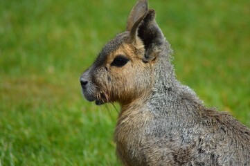 Patagonian Mara