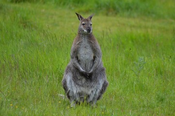kangaroo in the grass