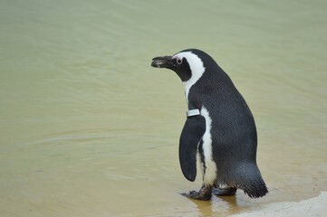 great crested grebe penguin
