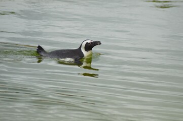 great crested grebe penguin