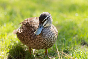 Duck standing on lush green grass