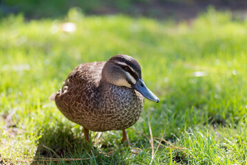 Duck standing on lush green grass