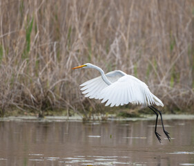 Great Egret wings extended over water in a marsh habitat in Amherstburg Ontario in spring