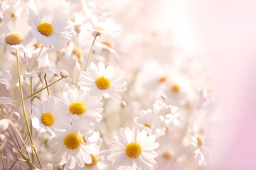 Fototapeta premium nature daisies flower in a garden