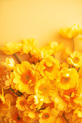 Fototapeta premium yellow chrysanthemum background