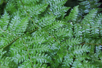 Close up of fern leaves for background. Dark green fern leaves growing in the forest.