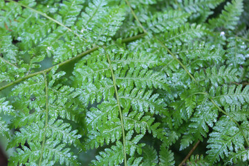 Close up of fern leaves for background. Dark green fern leaves growing in the forest.