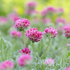 Obraz premium Nature background with spring flowers. Selective and soft focus. Close up.