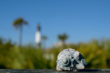 Close up of a whelk conch shell with a blurred background.  Blue sky with room for copy.