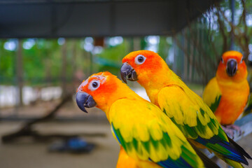 Sun Conure
