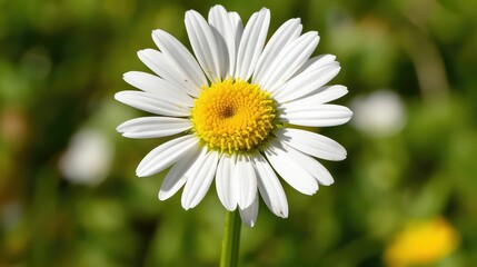 Fototapeta premium daisy flower closeup with detail generated with AI