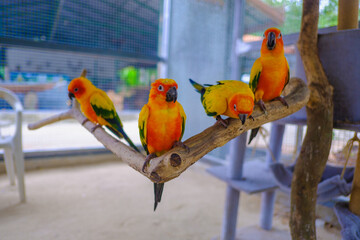 Sun Conure