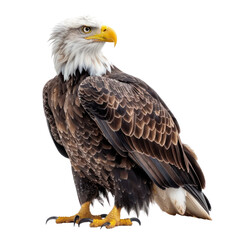 Obraz premium Mighty Eagle isolated on a transparent background