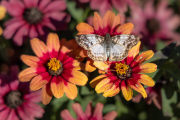 Colorful butterfly sitting on flowers in the garden