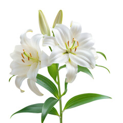 Obraz premium Elegant white lilies with lush green stems and leaves, beautifully captured on a clean white background, symbolizing purity and peace. transparent backgrounds