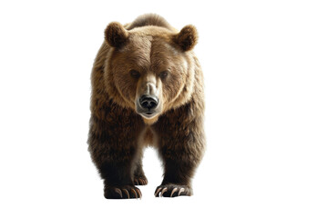 Brown Bear Walking on Black Background