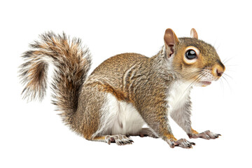 Fototapeta premium Cute Squirrel Posing