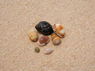 Sea shells on sand. Summer beach background. Top view