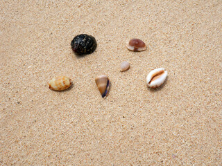 Sea shells on sand. Summer beach background. Top view