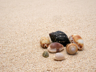 Sea shells on sand. Summer beach background. Top view