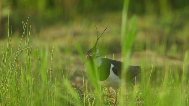 Distinctive crested wader Northern Lapwing forages in grasses, telephoto closeup