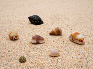 Sea shells on sand. Summer beach background. Top view
