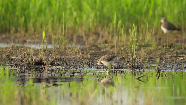 Juvenile Northern Lapwing Vanellus vanellus forages in marsh shallows, telephoto