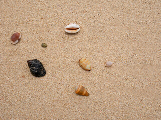 Sea shells on sand. Summer beach background. Top view