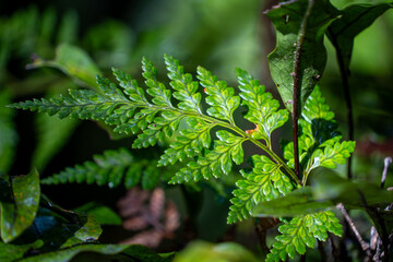 Mātā fern (Histiopteris incisa) in regenerating forest. New Zealand native green fern nature background texture.