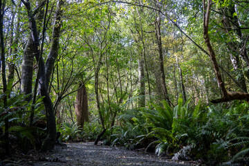 Walking track in Seaward Bush Reserve forest, Invercargill, New Zealand. Native trees and ferns around the path for exercise, forest bathing, mindfulness.