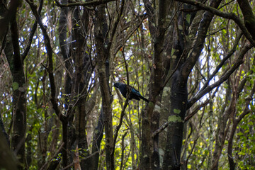 Single tui bird singing amongst kanuka trees. Seaward Bush Reserve forest walk. Invercargill, New Zealand.