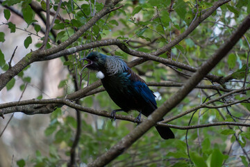 New Zealand tui bird singing in tree branches. Tui are known for their song and found only in New Zealand.