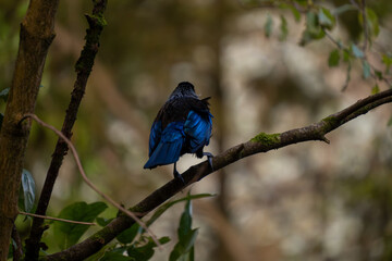 New Zealand tui bird showing iridescent blue feathers. Large copy space for text. Queens Park, Invercargill.