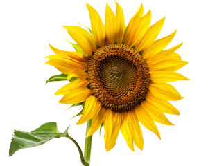 Bright yellow sunflower with detailed petals and green leaves isolated on transparent background, perfect for nature and floral themes.