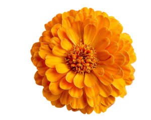 Close-up of a vibrant orange marigold flower with intricate petal details, isolated on a transparent background. Suitable for botanical, floral themes.