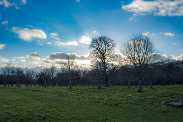 Phoenix Park in Dublin, Ireland on a bright day during winter, with blue sky and bare tree branches.