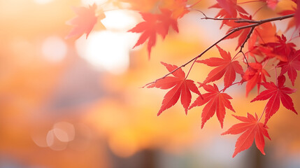 Maple leaves in autumn sunny day on background with copy space, macro shot