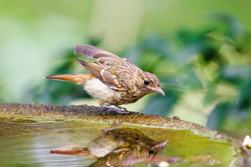 泉で水浴びをする可愛いキビタキ（ヒタキ科）の幼鳥。

日本国神奈川県秦野市、弘法山公園、権現山バードサンクチュアリにて。
2022年7月撮影。
