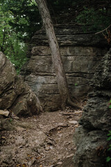 large shale rock wall with a leaning tree in front of it