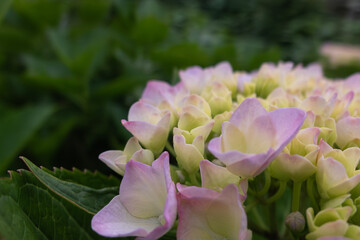 咲き始めのアジサイ