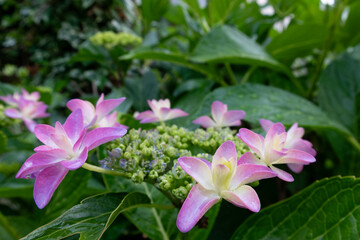 咲き始めのアジサイ