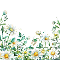 Delicate watercolor drawing of chamomile flowers with buds and leaves on a transparent background