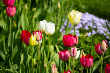 Obraz premium red and yellow tulips