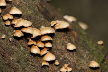 広葉樹の腐朽材、枯木に群生するチャヒラタケ（自然光＆ストロボ・マクロレンズ接写）