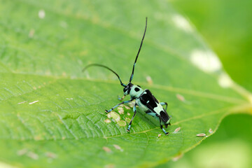 Lazuli colored small rummy kamikiri beetles (Paraglenea fortunei, natural+flash light, macro close-up photography)