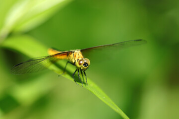 Female yellow Harabirotonbo (Lyriothemis pachygastra) dragonfly on a ridge near the water's edge (Outdoor field, closeup macro photography)