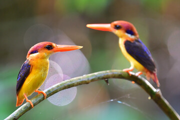 black-backed oriental dwarf , three-toed kingfisher resting on twig in front of their hole nest in mating season